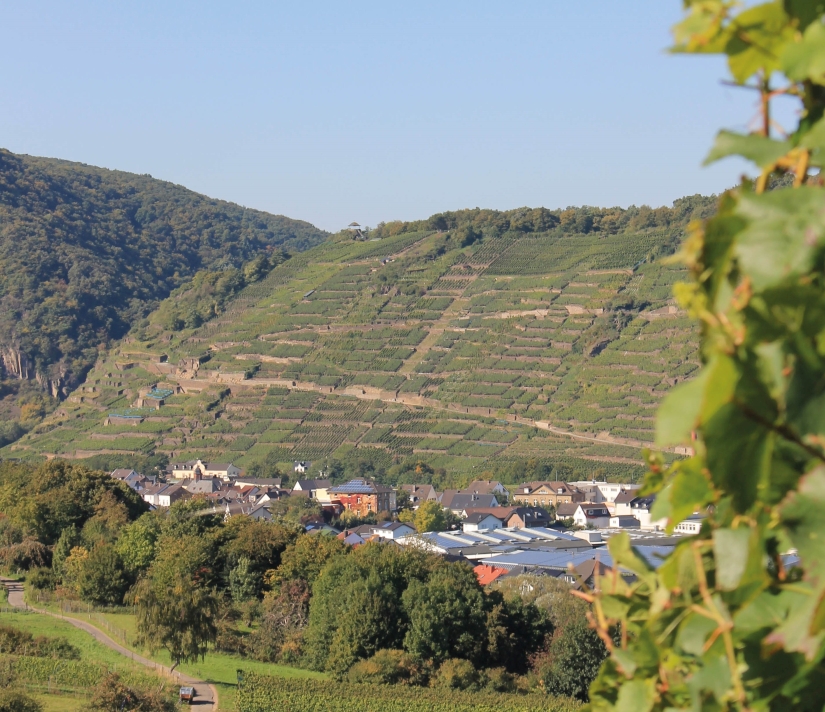 Vineyards along the Ahr Valley on steep slopes